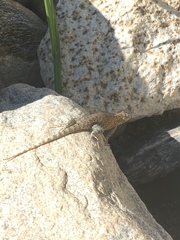 Sceloporus hunsakeri