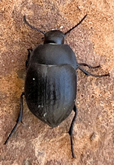 Eusattus reticulatus