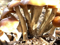 Psilocybe