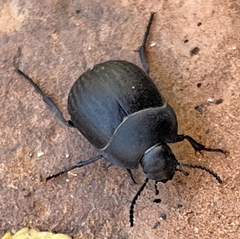 Eusattus reticulatus