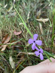 Tetratheca ericifolia