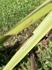 Xanthocnemis zealandica