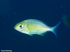 Spondyliosoma cantharus