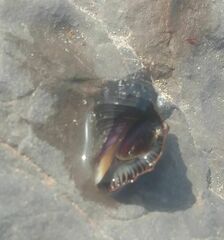 Rapaninae