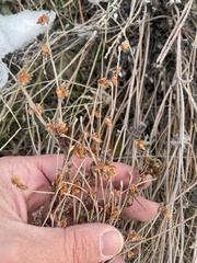 Eriogonum niveum