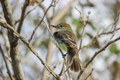 Myiarchus magnirostris