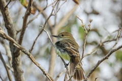 Myiarchus magnirostris