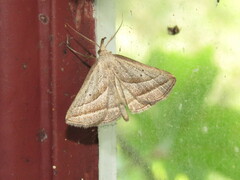 Macrochilo absorptalis