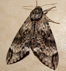 Psilogramma menephron