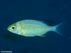 Spondyliosoma cantharus