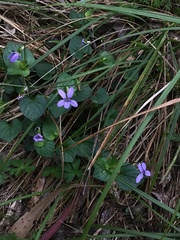 Viola riviniana