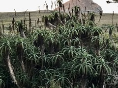 Aloe arborescens