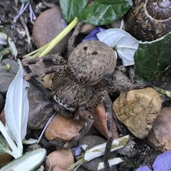 Neosparassus calligaster