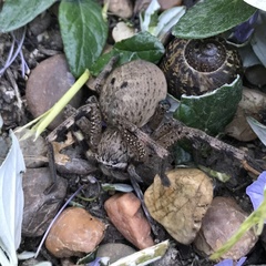 Neosparassus calligaster