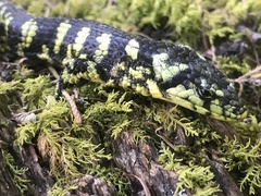 Abronia taeniata