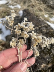 Pseudognaphalium macounii