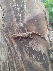 Phyllodactylus tuberculosus