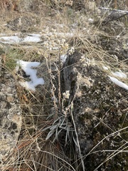 Pseudognaphalium macounii