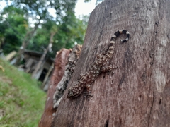 Phyllodactylus tuberculosus