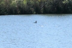 Nannopterum brasilianum