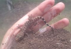 Phyllodactylus tuberculosus