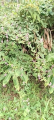 Desmodium intortum