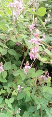 Desmodium intortum