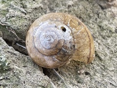 Helminthoglypta