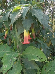 Brugmansia sanguinea