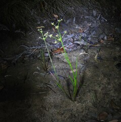 Juncus prismatocarpus