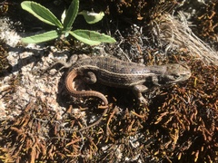 Sceloporus bicanthalis