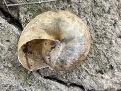 Helminthoglypta