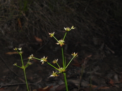 Juncus prismatocarpus