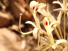 Pelargonium triandrum
