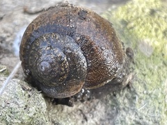 Helminthoglypta