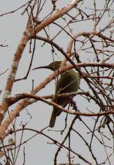 Arachnothera modesta