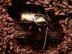 Pterostichus oblongopunctatus