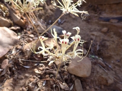 Pelargonium triandrum