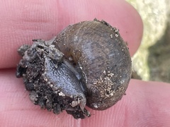 Helminthoglypta