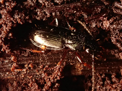 Pterostichus oblongopunctatus