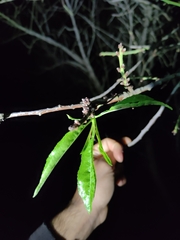 Prunus amygdalus