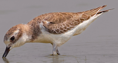 Charadrius mongolus