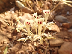 Pelargonium triandrum