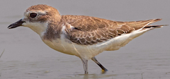 Charadrius mongolus