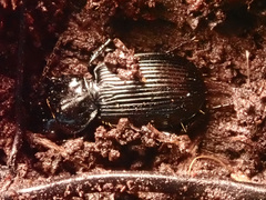Pterostichus aethiops
