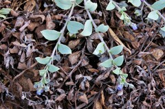 Mertensia maritima