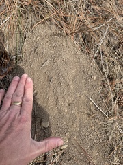 Thomomys talpoides