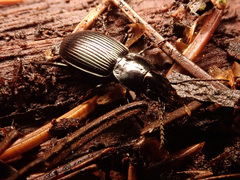 Pterostichus aethiops