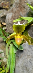 Paphiopedilum