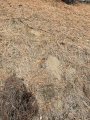 Thomomys talpoides